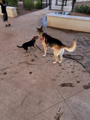 Marketside Dog Park at Verrado