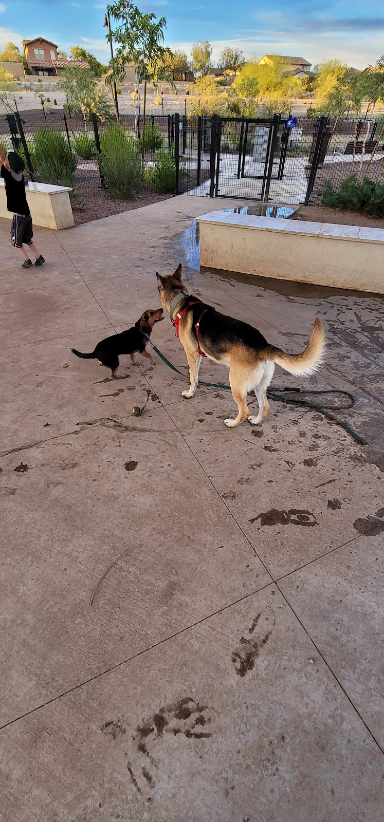 Marketside Dog Park at Verrado - Buckeye, AZ