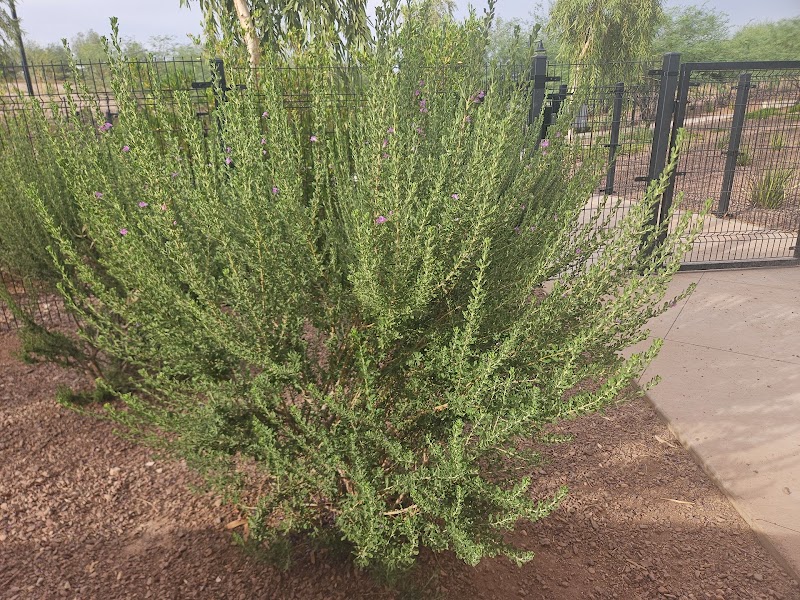 Marketside Dog Park at Verrado - Buckeye, AZ