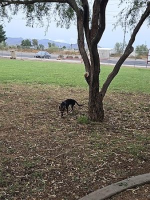 Sundance Park - Buckeye, AZ