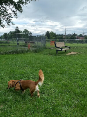 Buckhannon Dog Park