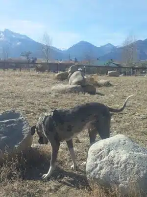 Riverpark Dog Park - Buena Vista, CO