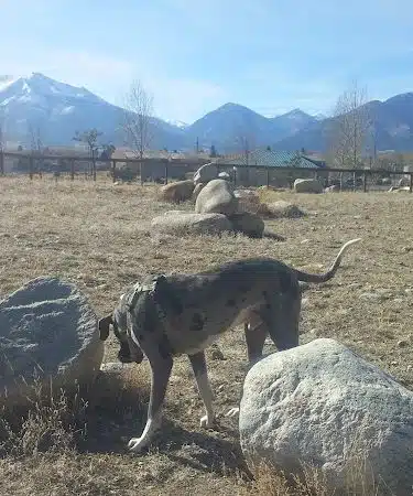 Riverpark Dog Park - Buena Vista, CO