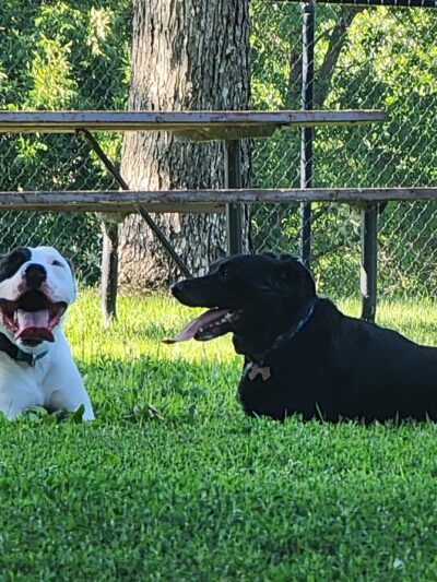 Gary Mattson Dog Park - Buffalo, MN