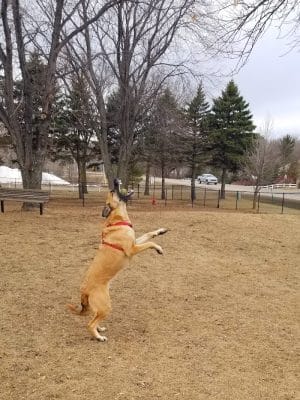 Gary Mattson Dog Park