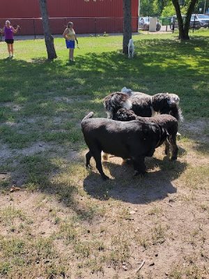 Gary Mattson Dog Park