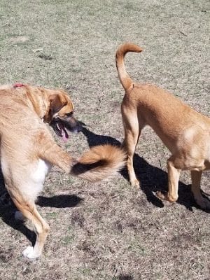 Gary Mattson Dog Park