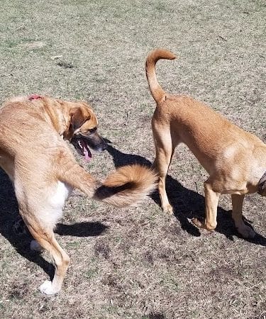 Gary Mattson Dog Park