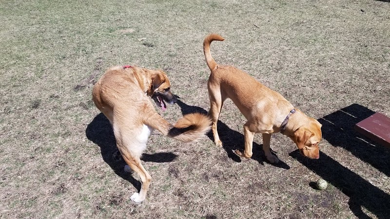 Gary Mattson Dog Park - Buffalo, MN