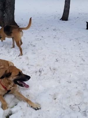 Gary Mattson Dog Park