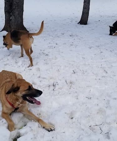 Gary Mattson Dog Park