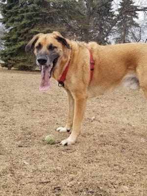 Gary Mattson Dog Park