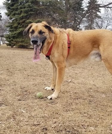 Gary Mattson Dog Park