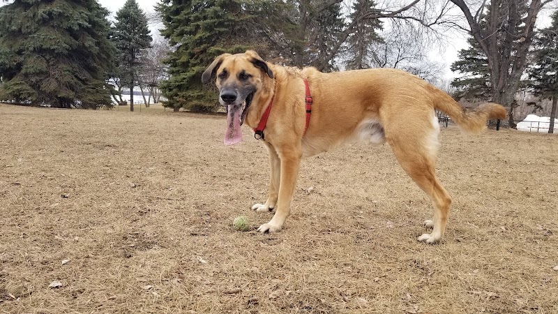 Gary Mattson Dog Park - Buffalo, MN