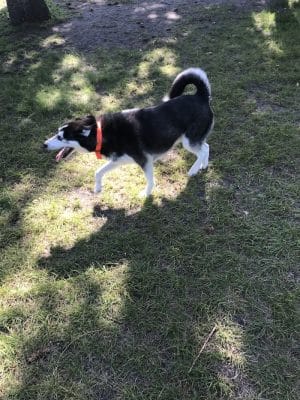 Gary Mattson Dog Park