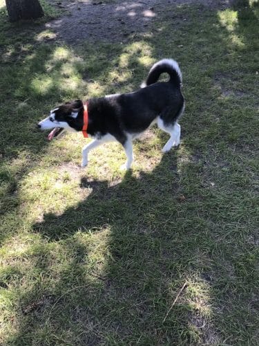 Gary Mattson Dog Park