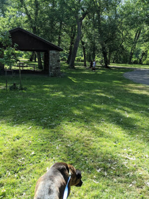 Bark Park