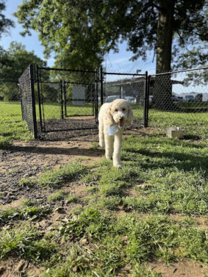 Dog Park