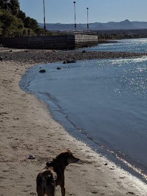 Bullhead City Dog Park - Bullhead City, AZ