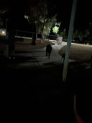Bullhead City Dog Park - Bullhead City, AZ