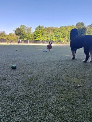 Burlington Dog Park at Rahanis Park
