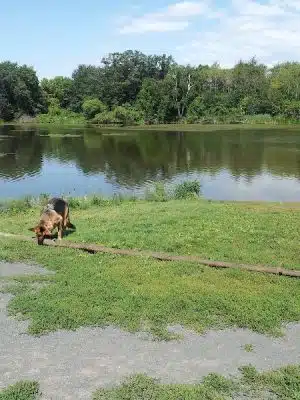 Alimagnet Dog Park