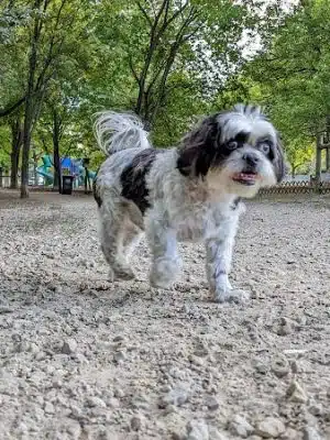 Alimagnet Dog Park