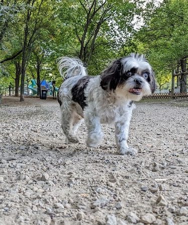 Alimagnet Dog Park