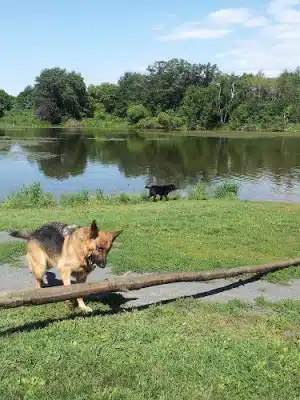 Alimagnet Dog Park