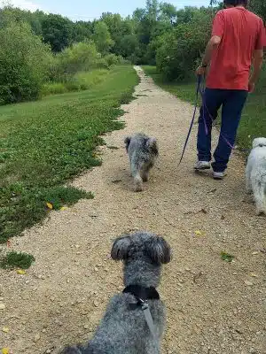 Alimagnet Dog Park