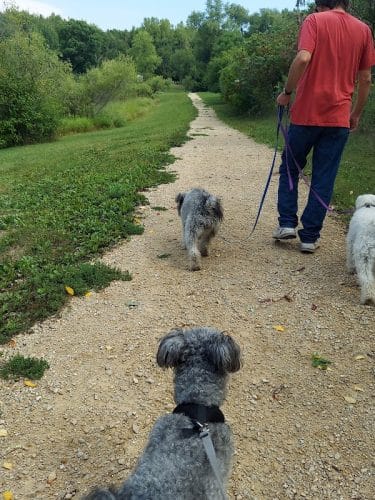 Alimagnet Dog Park