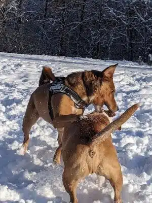 Alimagnet Dog Park
