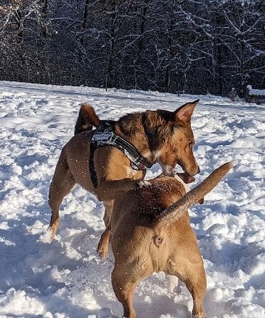 Alimagnet Dog Park