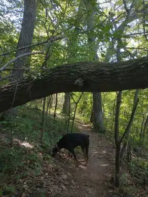 Alimagnet Dog Park