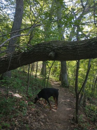 Alimagnet Dog Park