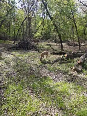 Alimagnet Dog Park