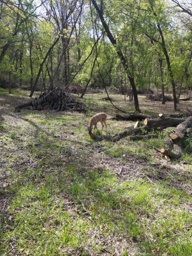 Alimagnet Dog Park