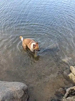 Alimagnet Dog Park
