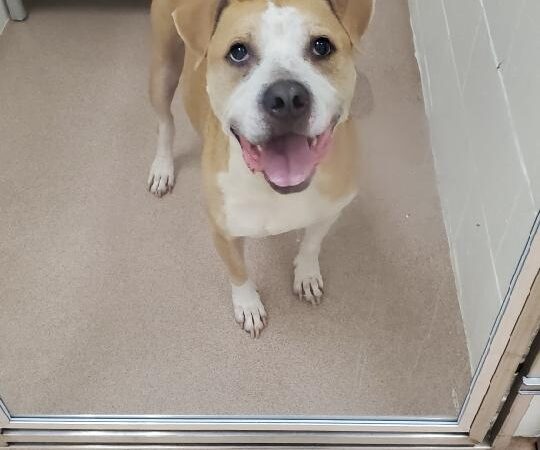 Humane Society-Genesee County - Burton, MI