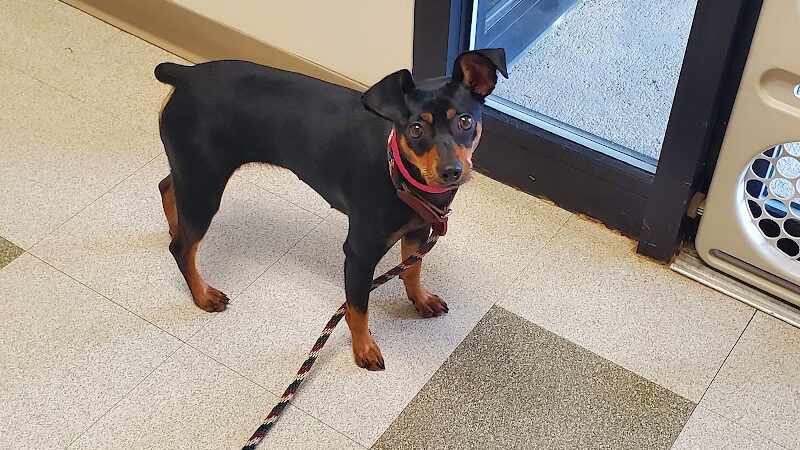 Humane Society-Genesee County - Burton, MI