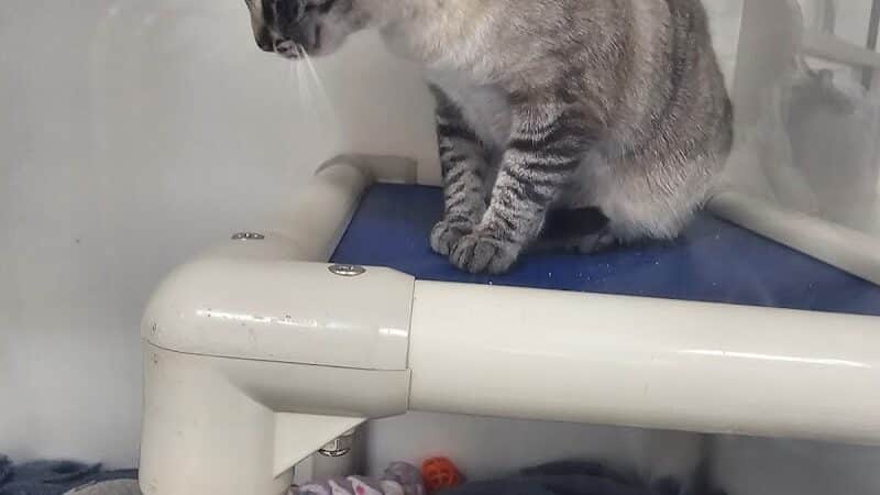 Humane Society-Genesee County - Burton, MI
