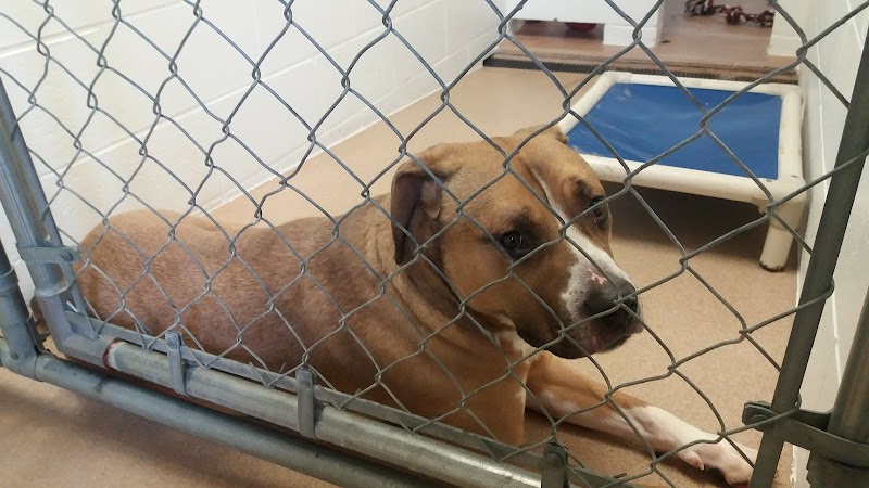 Humane Society-Genesee County - Burton, MI