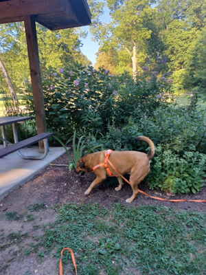 Davison Roadside Park