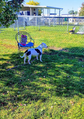 Humane Society-Genesee County