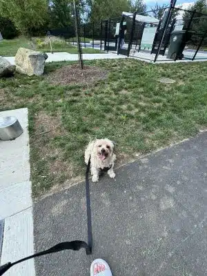 Dog Park