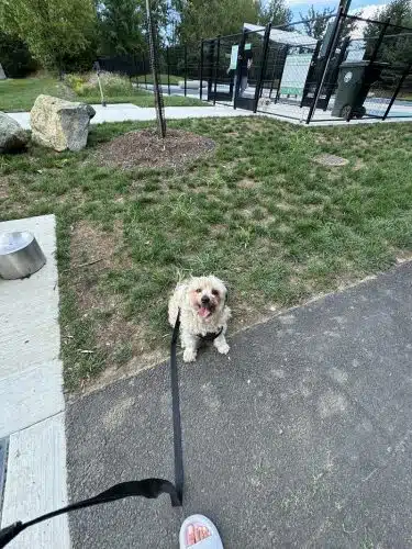 Dog Park