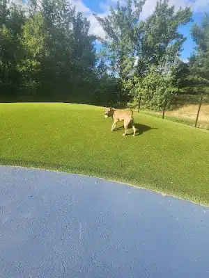 Dog Park