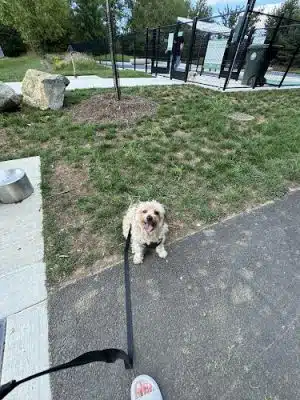 Dog Park