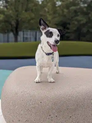 Dog Park
