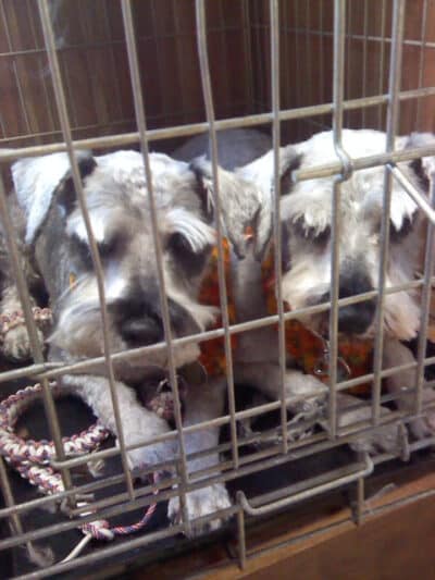 June's Pet Grooming - Byron, MI